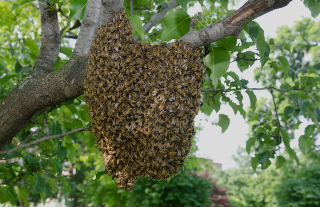 Bienenschwarm auf Baum